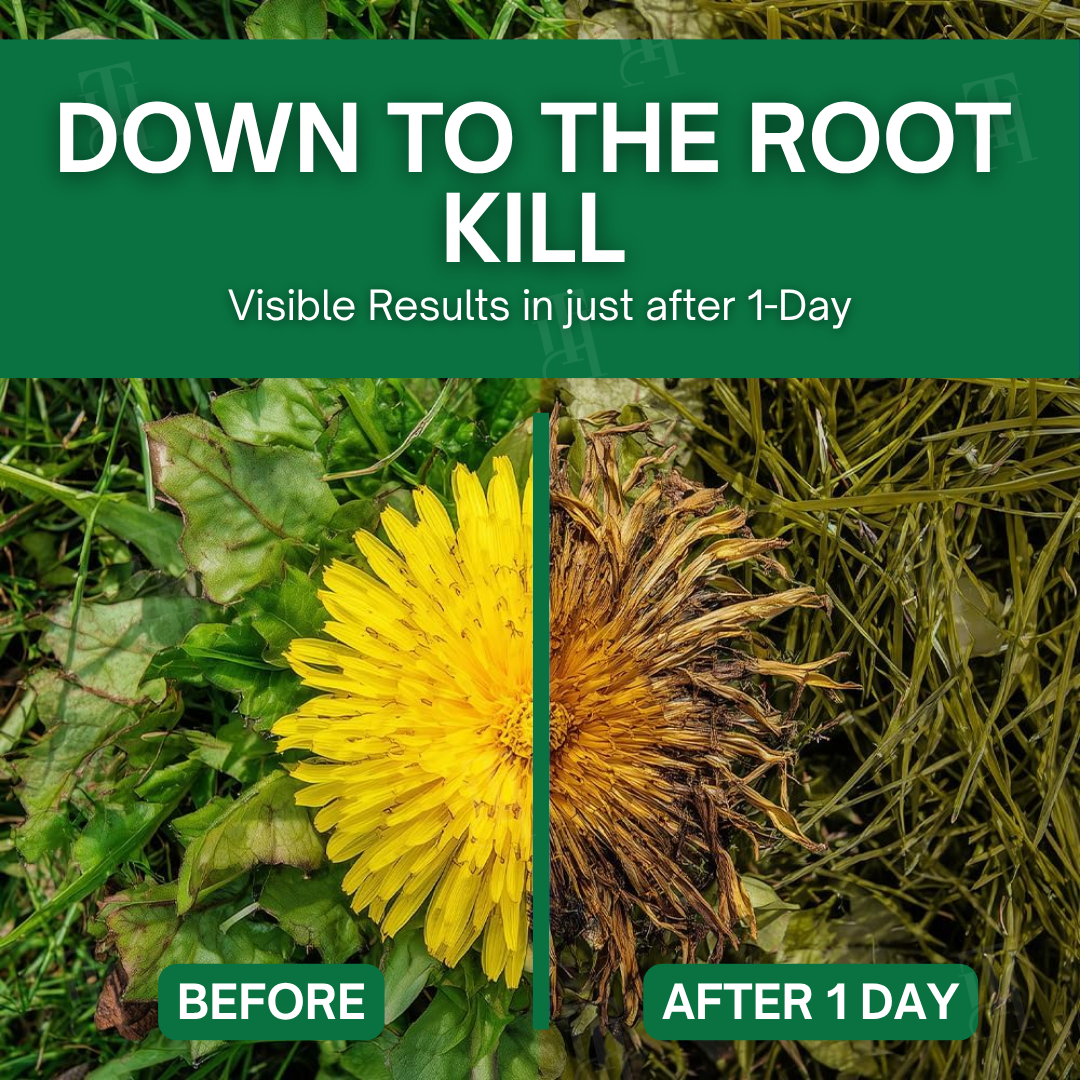 🌟 Official Store |Limited Stocks Available🔥Hot Sale - 50% OFF🌿AEXZR® 3 in 1 Max Power Herbicide